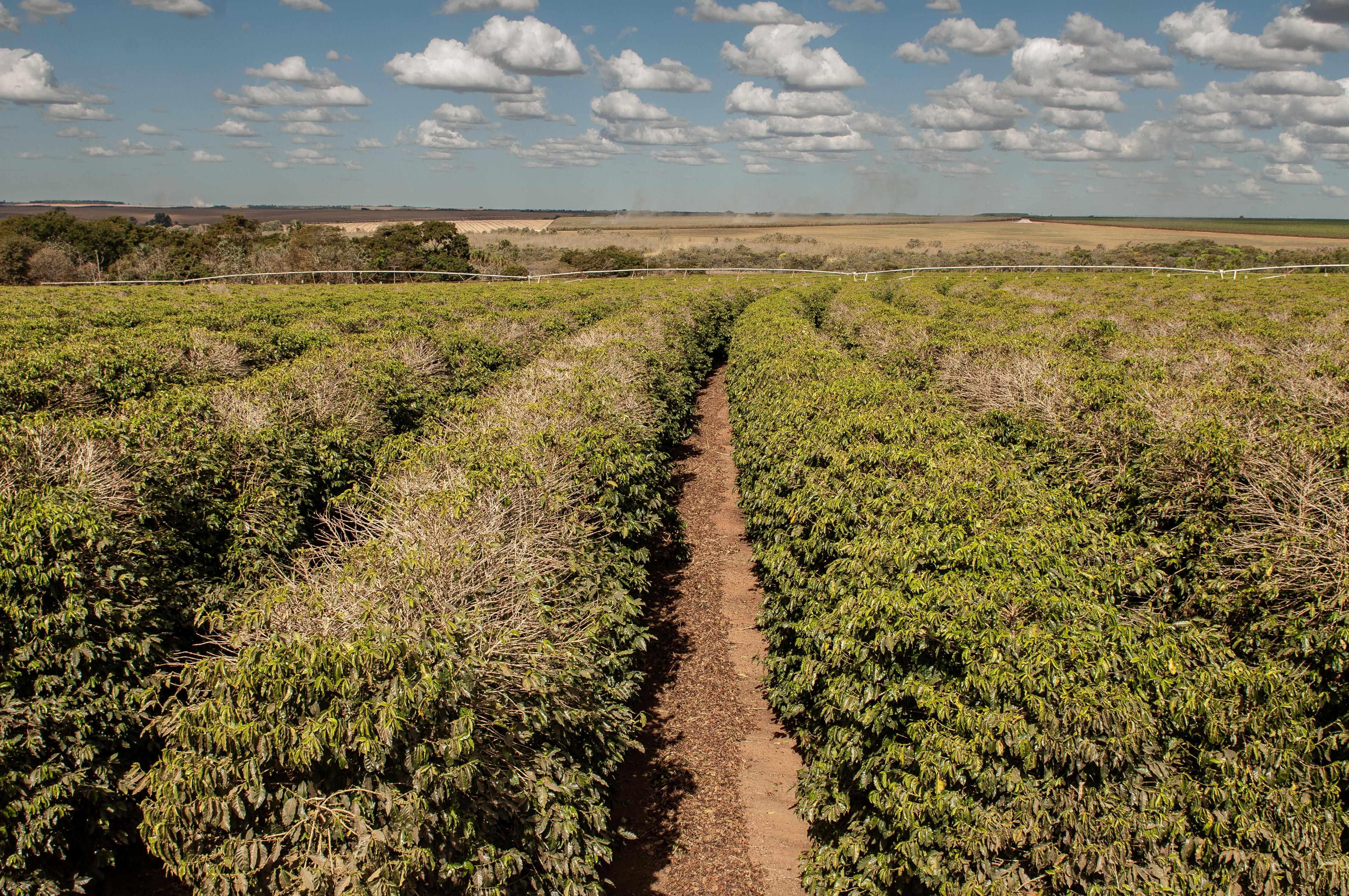 Foto: Colheita de café arábica./Crédito: Enio Tavares/Seapa